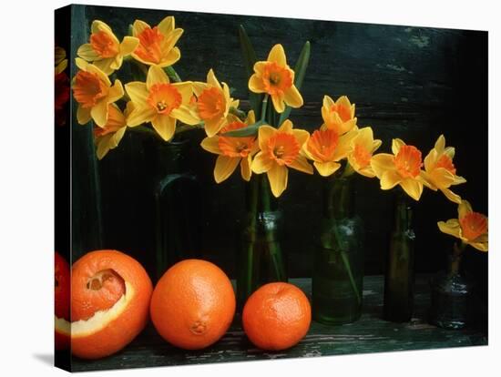 Arrangement of Daffodils and Oranges-Michelle Garrett-Stretched Canvas