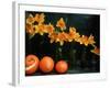 Arrangement of Daffodils and Oranges-Michelle Garrett-Framed Photographic Print