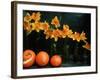 Arrangement of Daffodils and Oranges-Michelle Garrett-Framed Photographic Print