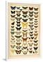 Array of Butterflies and Moths-null-Framed Premium Giclee Print