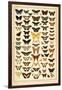 Array of Butterflies and Moths-null-Framed Premium Giclee Print