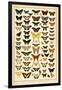 Array of Butterflies and Moths-null-Framed Premium Giclee Print