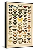 Array of Butterflies and Moths-null-Framed Stretched Canvas