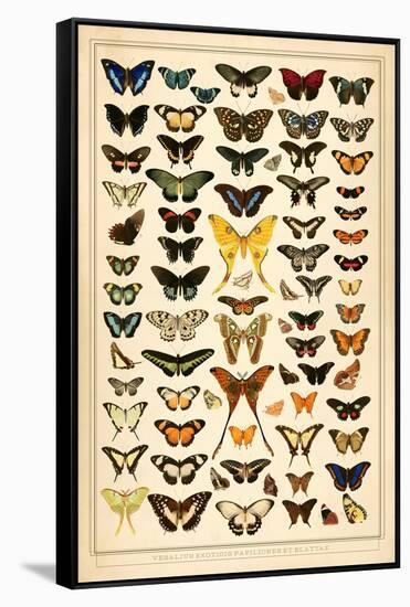 Array of Butterflies and Moths-null-Framed Stretched Canvas