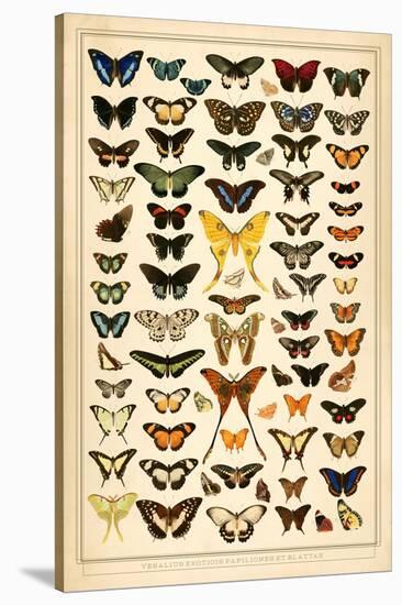 Array of Butterflies and Moths-null-Stretched Canvas