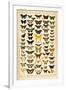 Array of Butterflies and Moths-null-Framed Art Print