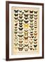 Array of Butterflies and Moths-null-Framed Art Print