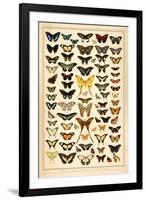 Array of Butterflies and Moths-null-Framed Art Print