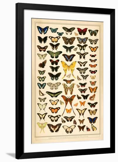 Array of Butterflies and Moths-null-Framed Art Print