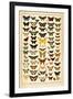 Array of Butterflies and Moths-null-Framed Art Print