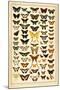 Array of Butterflies and Moths-null-Mounted Art Print
