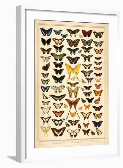 Array of Butterflies and Moths-null-Framed Art Print