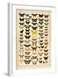 Array of Butterflies and Moths-null-Framed Art Print