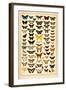 Array of Butterflies and Moths-null-Framed Art Print