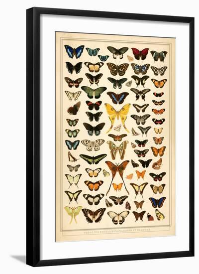 Array of Butterflies and Moths-null-Framed Art Print