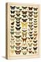 Array of Butterflies and Moths-null-Stretched Canvas