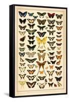 Array of Butterflies and Moths-null-Framed Stretched Canvas