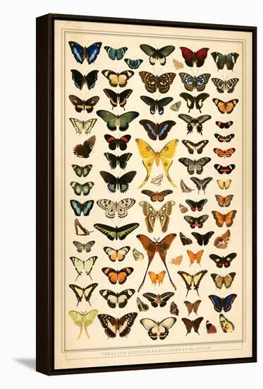 Array of Butterflies and Moths-null-Framed Stretched Canvas