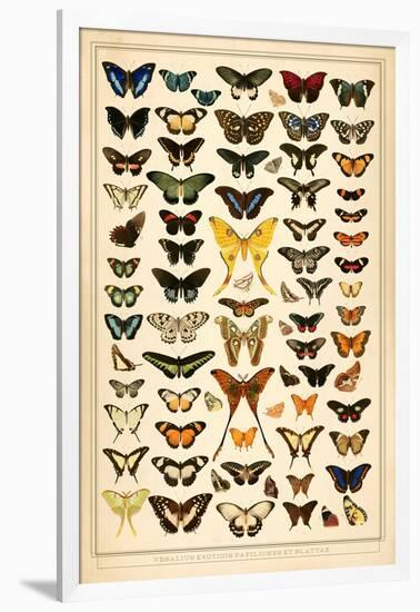 Array of Butterflies and Moths-null-Framed Art Print