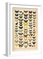 Array of Butterflies and Moths-null-Framed Art Print