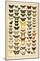 Array of Butterflies and Moths-null-Mounted Art Print