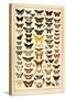 Array of Butterflies and Moths-null-Stretched Canvas