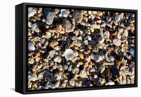 Array of Seashells Photo Print Poster-null-Framed Stretched Canvas