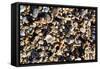 Array of Seashells Photo Print Poster-null-Framed Stretched Canvas