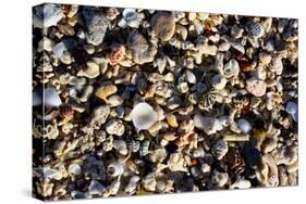 Array of Seashells Photo Print Poster-null-Stretched Canvas