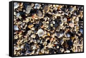 Array of Seashells Photo Print Poster-null-Framed Stretched Canvas