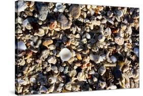 Array of Seashells Photo Print Poster-null-Stretched Canvas