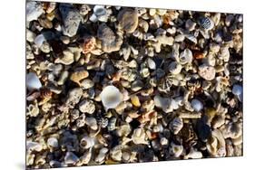 Array of Seashells Photo Print Poster-null-Mounted Poster