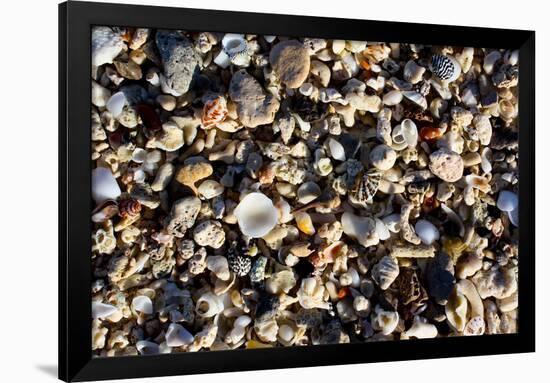 Array of Seashells Photo Print Poster-null-Framed Poster