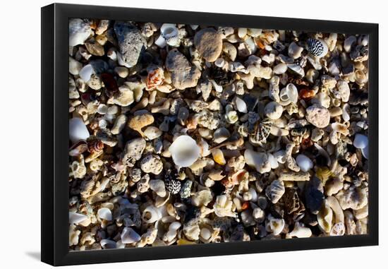 Array of Seashells Photo Print Poster-null-Framed Poster