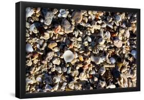 Array of Seashells Photo Print Poster-null-Framed Poster