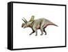 Arrhinoceratops Dinosaur-null-Framed Stretched Canvas