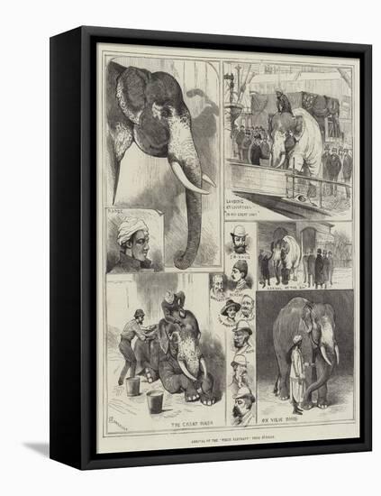 Arrival of the White Elephant from Burmah-Alfred Courbould-Framed Stretched Canvas