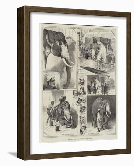 Arrival of the White Elephant from Burmah-Alfred Courbould-Framed Giclee Print