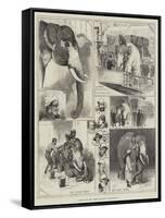 Arrival of the White Elephant from Burmah-Alfred Courbould-Framed Stretched Canvas