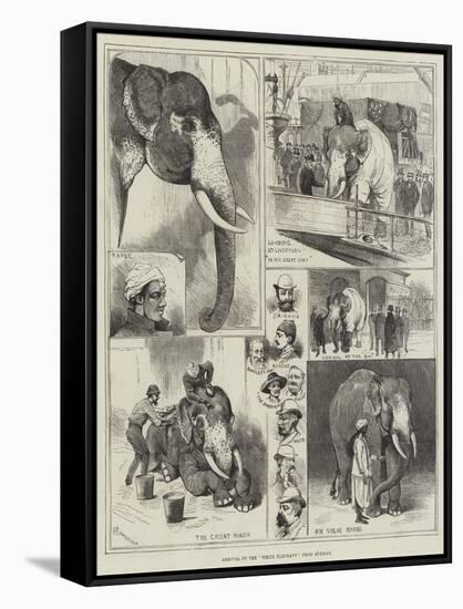 Arrival of the White Elephant from Burmah-Alfred Courbould-Framed Stretched Canvas