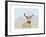 Arrogant Stag-Reza Farazmand-Framed Art Print