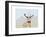 Arrogant Stag-Reza Farazmand-Framed Art Print