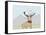 Arrogant Stag-Reza Farazmand-Framed Stretched Canvas