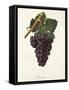 Arrouya Grape-J. Troncy-Framed Stretched Canvas