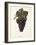 Arrouya Grape-J. Troncy-Framed Giclee Print