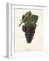 Arrouya Grape-J. Troncy-Framed Giclee Print