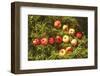 Arrow from Apples Instagram Style-KatyaShut-Framed Photographic Print