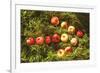 Arrow from Apples Instagram Style-KatyaShut-Framed Photographic Print