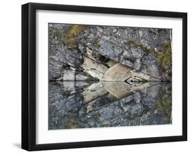 Arrowhead in Horseshoe Lake, Jasper Nat'l Park, UNESCO World Heritage Site, Alberta, Canada-James Hager-Framed Photographic Print