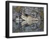 Arrowhead in Horseshoe Lake, Jasper Nat'l Park, UNESCO World Heritage Site, Alberta, Canada-James Hager-Framed Photographic Print